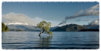 141215 Tree in water 350